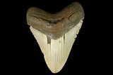 Fossil Megalodon Tooth - North Carolina #124685-1